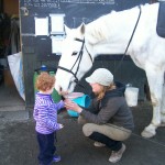 Getting to know the horses